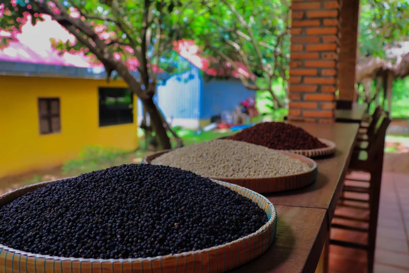 Poivre noir grain séché soleil