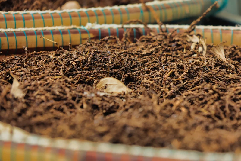 Poivre rouge maturité grappe