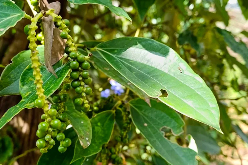 Entrée Sothy Pepper Farm panneaux
