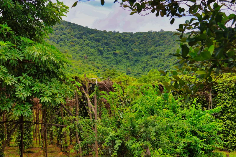 Récolte manuelle poivre Kampot
