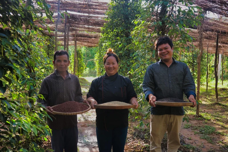 Visite guidée plantation poivre Sothy Farm Kep