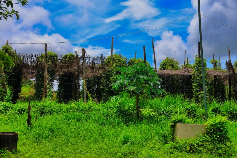 Dégustation poivre rouge et noir Kampot authentique